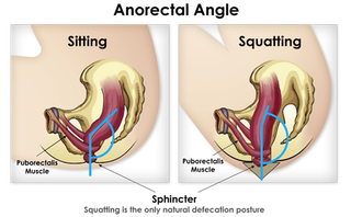 Illustration for article titled You've Been Pooping All Wrong